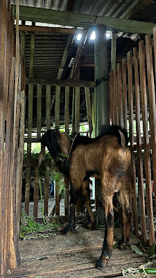 JUAL BELI KAMBING (BAPAK SALIKIN)