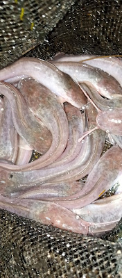 Jual benih ikan lele