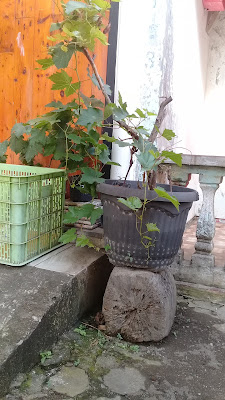 Jual Bibit Anggur