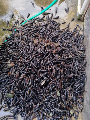 Jual