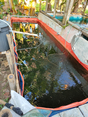 Jual Ikan Hias Cupang Mas Koi Mas Koki Cipaku
