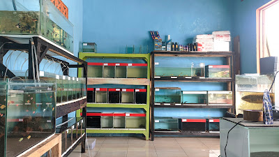 Jual Ikan Hias, Predator & Aquarium "NQ Aquafish"