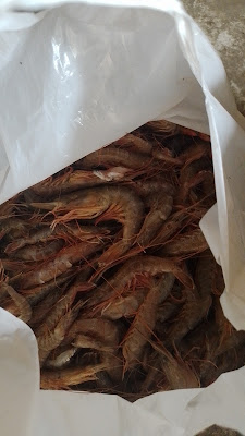 Jual ikan laut segar Putra RG