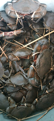 Jual Ikan Segar Hasil Laut Mak Iyem