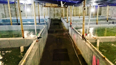 Jual Nauply Bibit Udang Central Windu Jaya