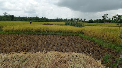 Kalijaran