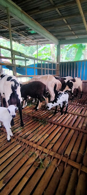 Kandang domba mas abas