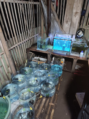 KANDANG GUPPY NIRASARI