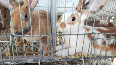 Kandang NH's Rabbit farm