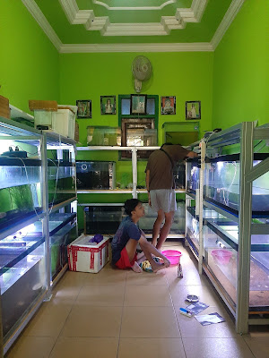 Kangkung Aquatic