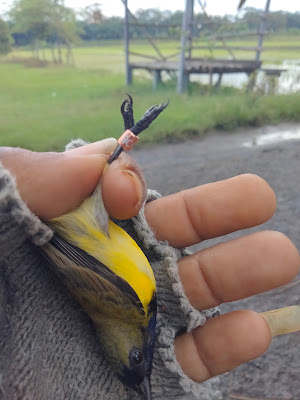 KANJENG MAMI BIRD