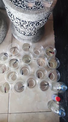Kebasen Bettafish