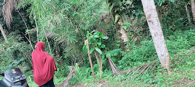 Kebon Azka 6