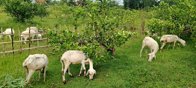 Kebon Mang Gandik