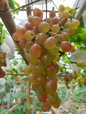 Kebun Anggur Mini *Cruuth Garden*