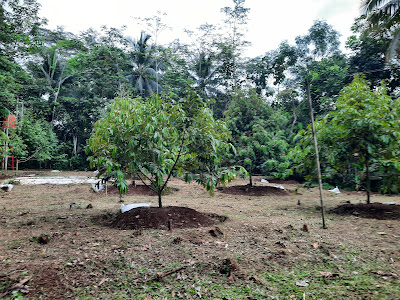 Kebun Durian DurianQu