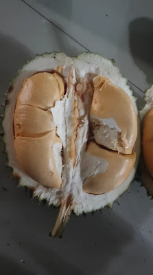 Kebun durian H Ugin Cadas Gantung