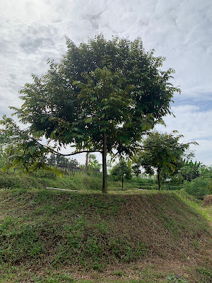 Kebun Durian KnK
