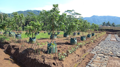 Kebun kelengkeng Kracak Ajibarang Banyumas