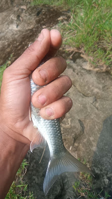 Kedung dakim