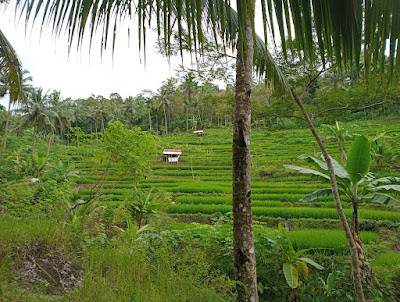 Kedung urang