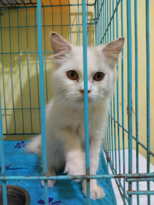Ketapang Vetcare