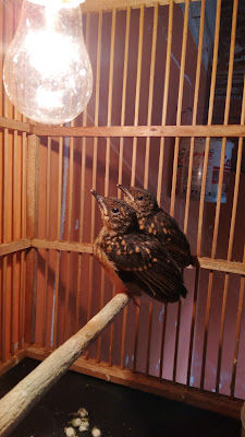 Khaylila Shop & Raja Canary BF