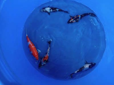 Kiki Koi