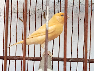 KinKin Canary