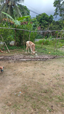 kinto farm