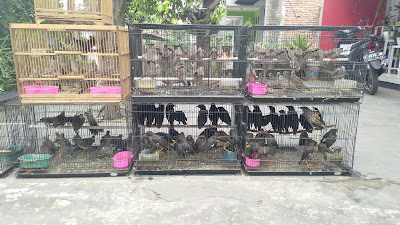 KIOS BURUNG BELLED14