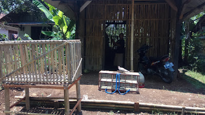 Kios Burung Merpati Imanuel