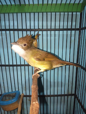 Kios pakan maheswari