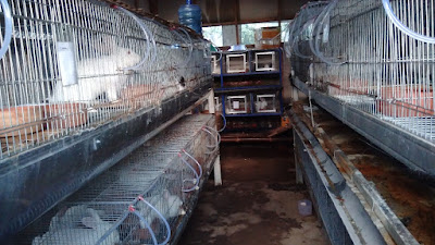 k&k rabbit farm