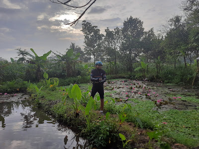 Kolam Teratai