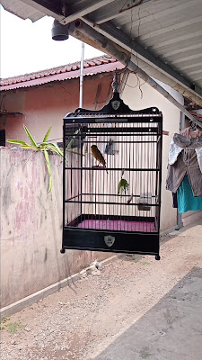 Kolibri Ninja Purwokerto Masi (bahan Trotol dan Metalik)