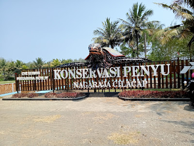 Konservasi penyu cilacap