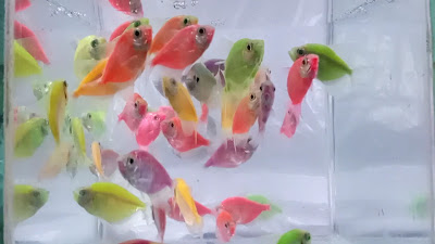 kriwil fish