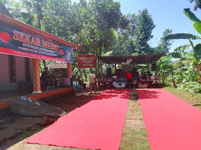 KUDA KEPANG "SEKAR MUDO" CAMPUR SARI