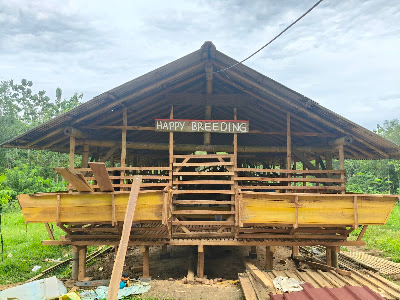 Kunci Farm ( Happy Breeding ) 🐑🐏