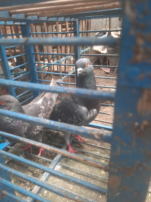 LAPAK BURUNG MERPATI PAK SACHID