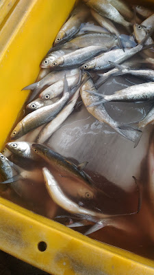 Lapak Ikan Clcp