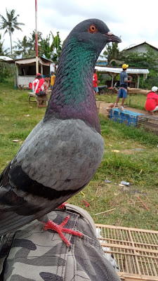 Lapak Joar