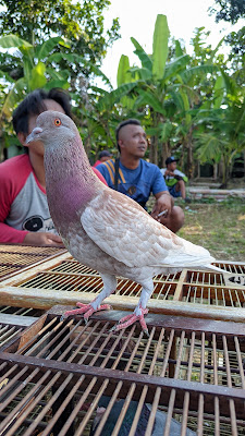 LAPAK MERPATI PWJ