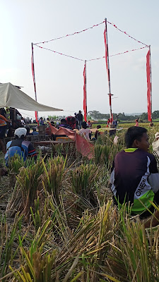 Lapak rimba