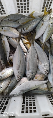 Lelang Ikan Apong