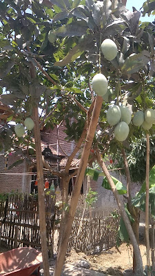lingga rasa