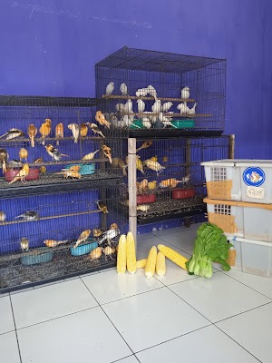 M WARNO KENARI PURWOKERTO