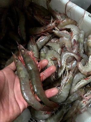 MAKAREL FRESH SEAFOOD