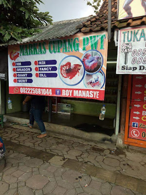 Markas Cupang Purwokerto